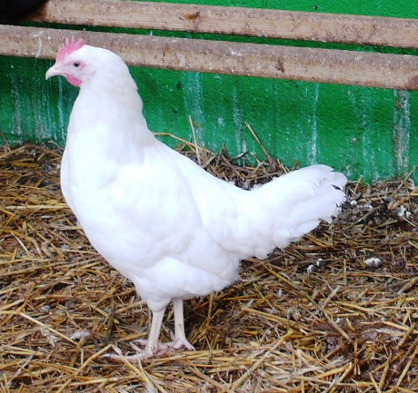 Live Chickens - White Leghorn