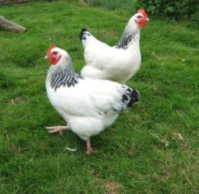Live Chickens - Light Sussex Chickens For Sale