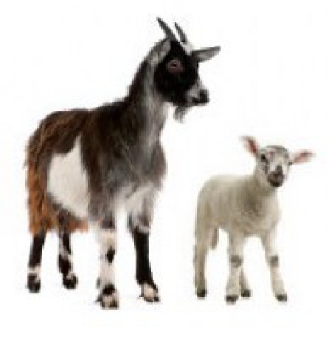 sheep&Goat