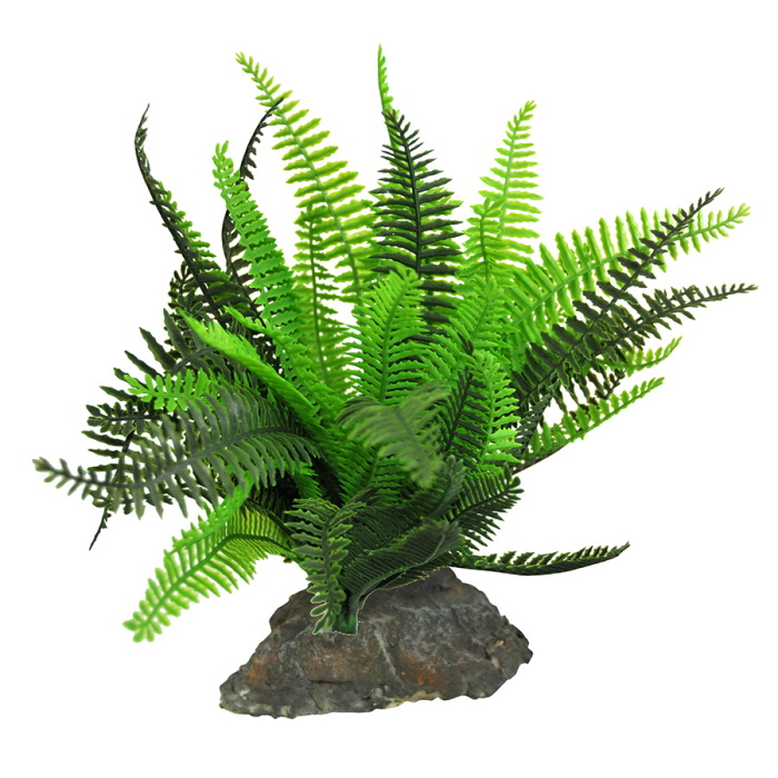 Realistic  fern