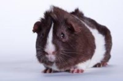 Guinea Pig - Male For Sale
