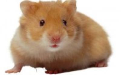 Hamster Syrian - For Sale