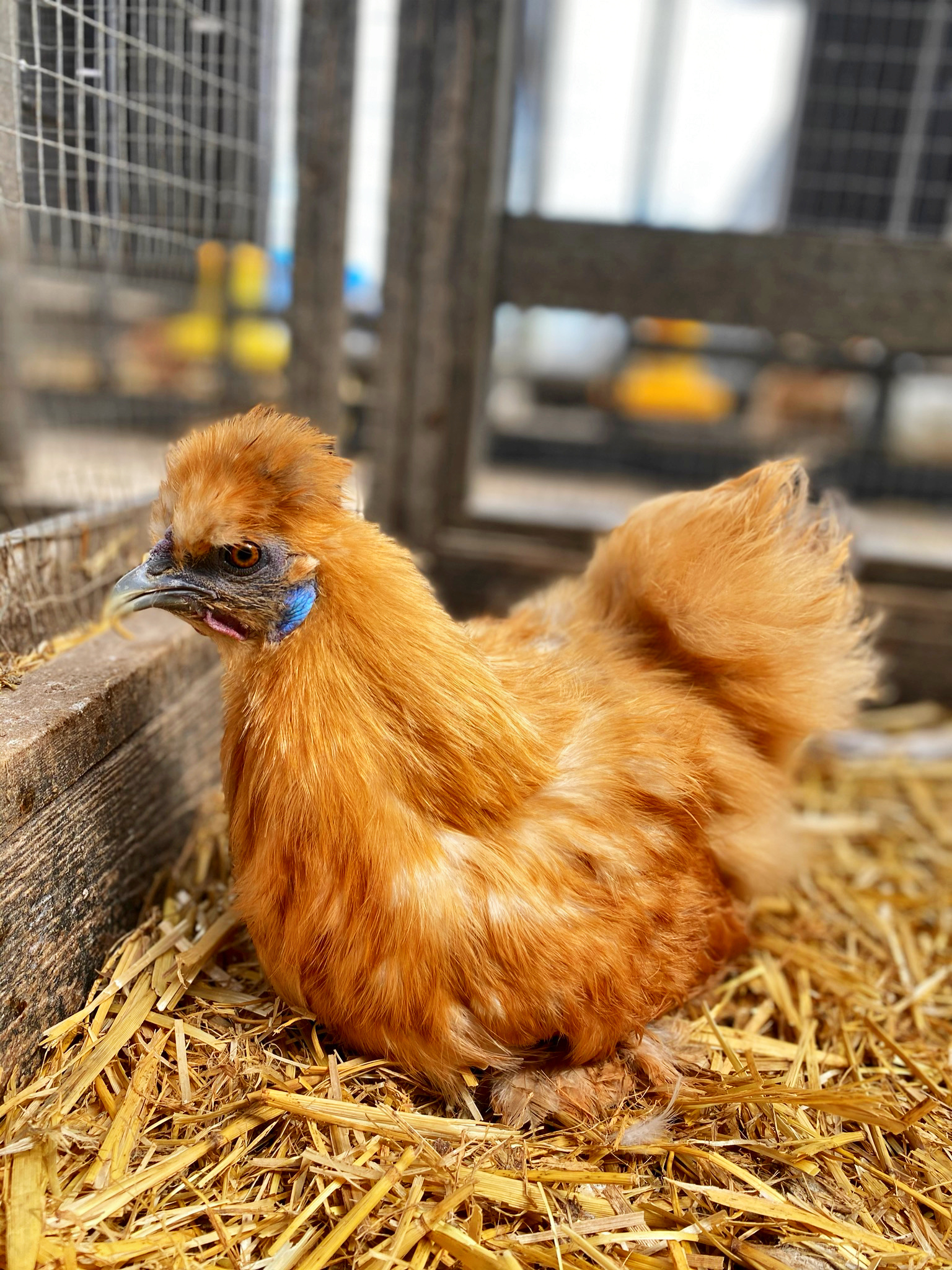 How Much Do Live Chickens Cost in the UK? Find Out the Latest Prices ...