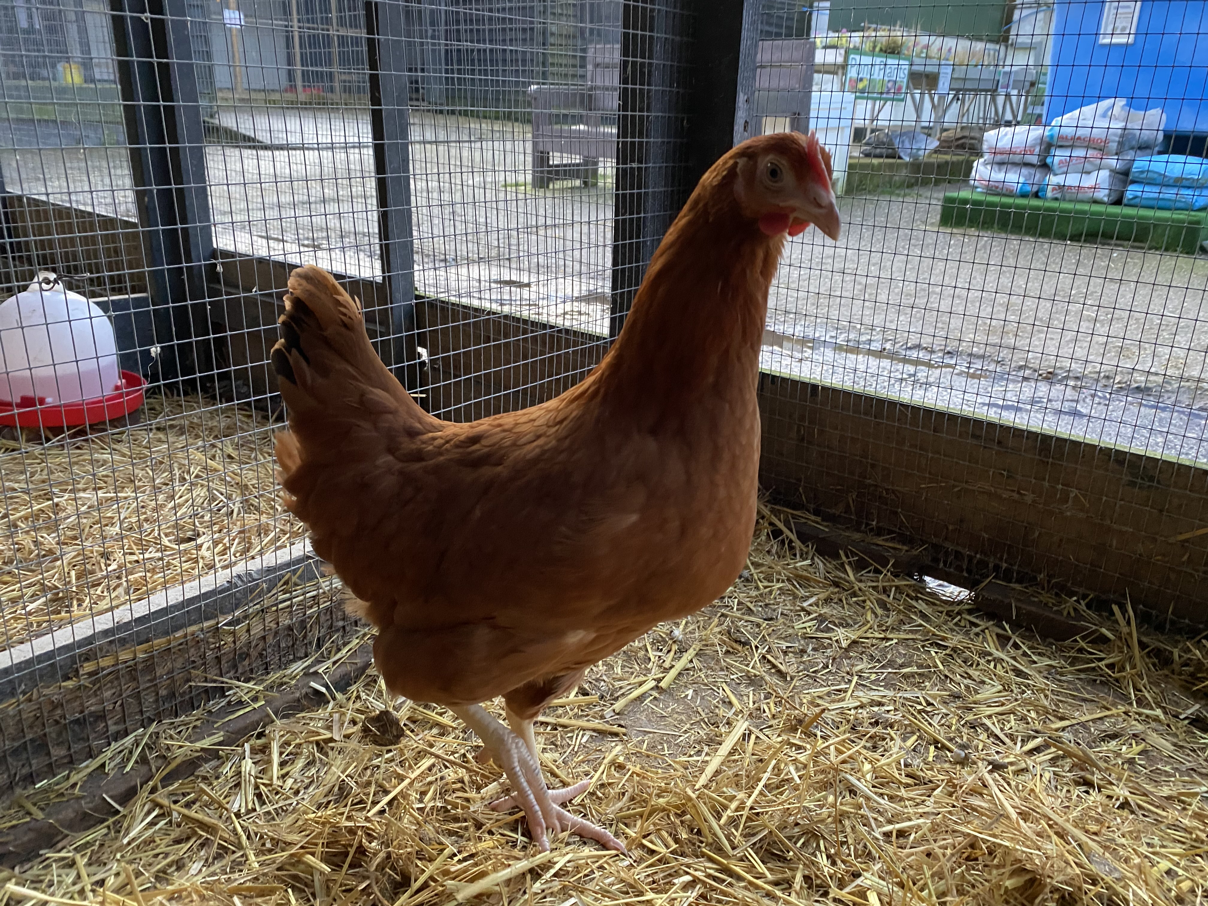 Commercial Brown Chickens For Sale 