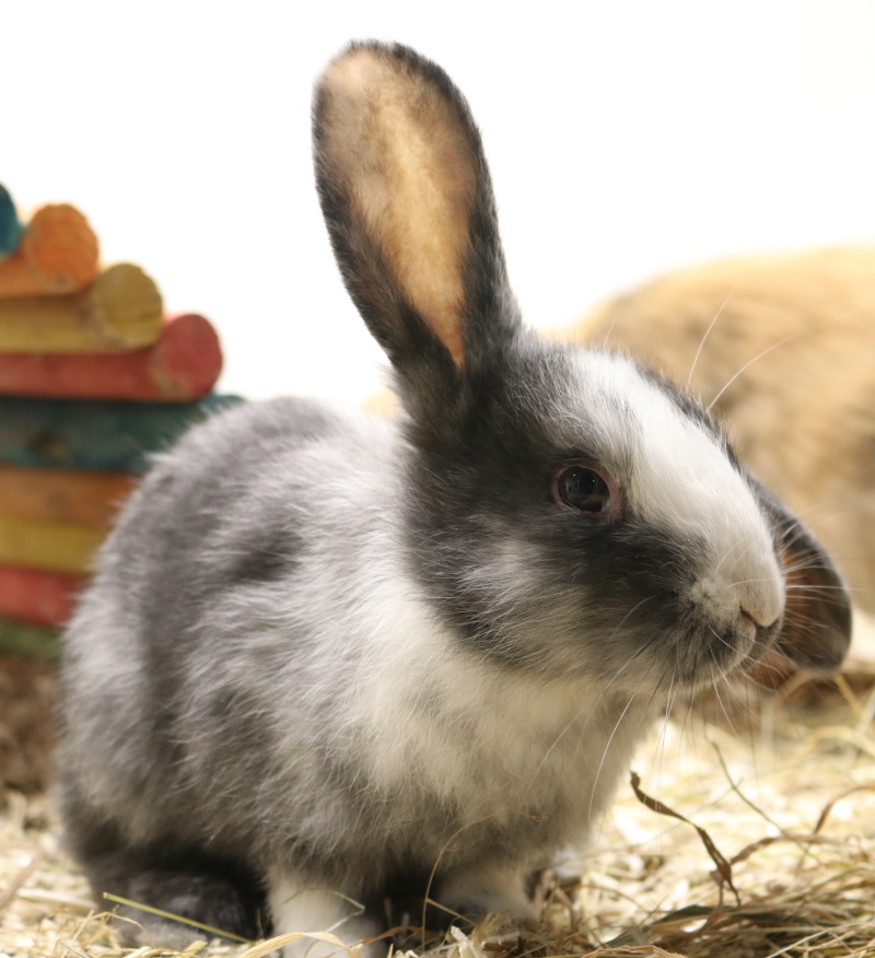 Live Rabbit: Vaccinated Female