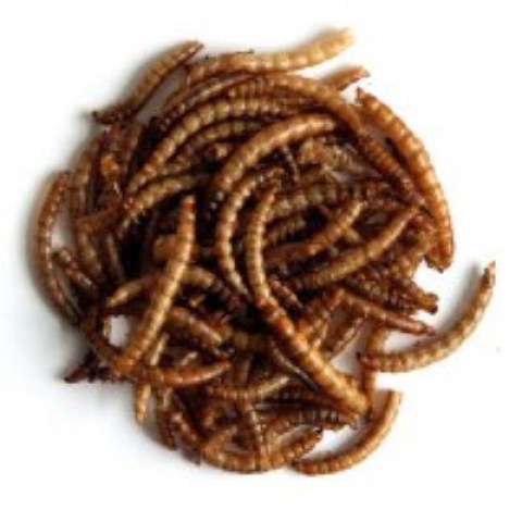 driedmealworms90_800px